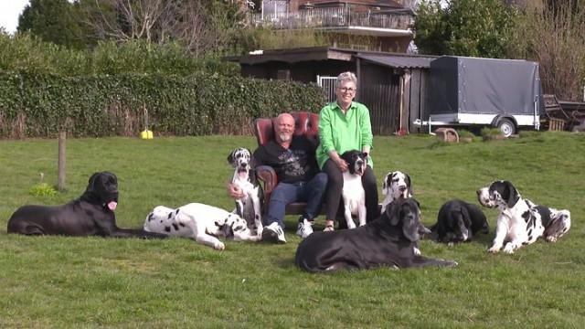 Wolfshund Vrodo /​ Familie Scherpenstein und ihre Leonberger