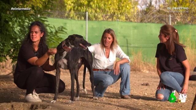 (05-10-22) 'Somos Galgos' denuncia el maltrato animal en España