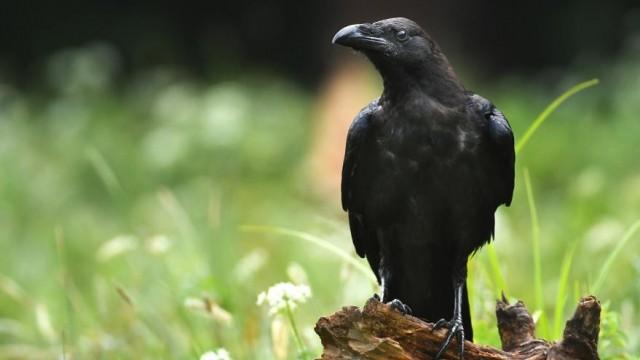 The Raven Paradox and New Riddle of Induction