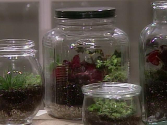 Bottle Garden; Crab Cakes; Portobello Fries with Ponzu Sauce