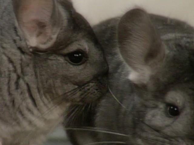 Date Appetizers; Date Harvest at the Flying Disc Ranch (Field Trip)