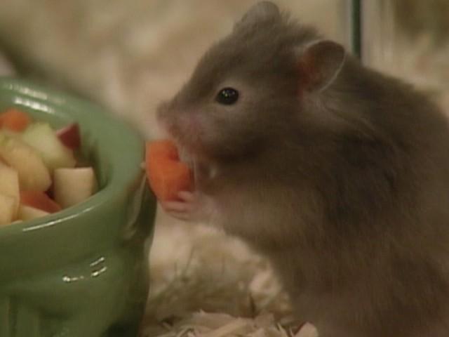 Hamster 101; Sweater Mittens; Houseplant Tips and Tricks