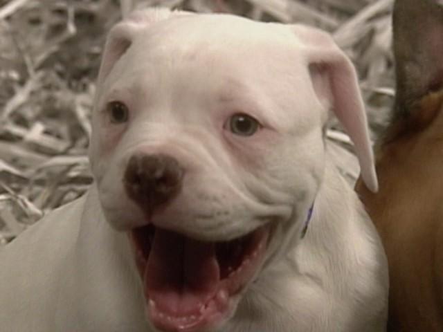 Dog Massage; Scottie Dog Shortbreads; Making a Dog Bed