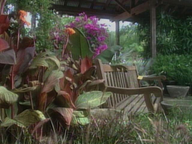 Seed Starting; Parakeets; Macadamia Toffee Chip Cookies