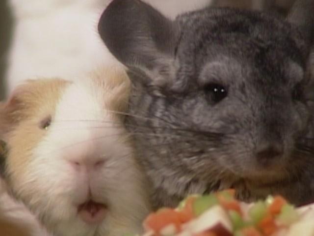 Poached Halibut in Tarragon; Gorham Silver Factory; Crepes