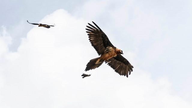 Una patria para el quebrantahuesos: así se salva una especie de la extinción