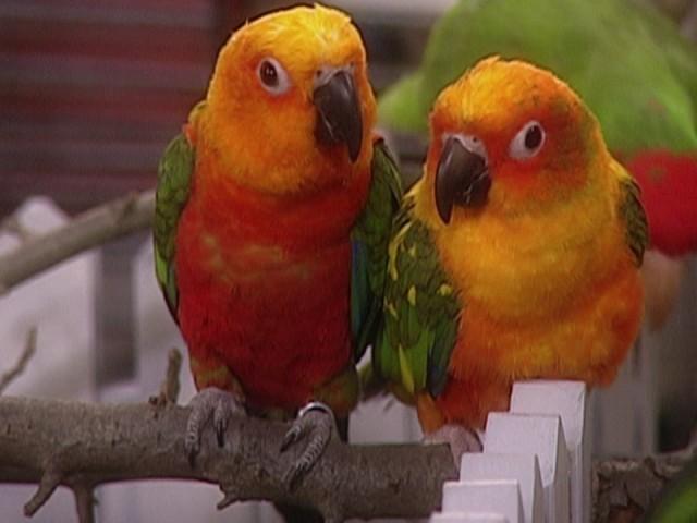 Unusual Orchids; Pocket Parrots; Layered Vegetable Omelet