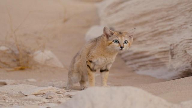 Qatar - Perlen im Sand