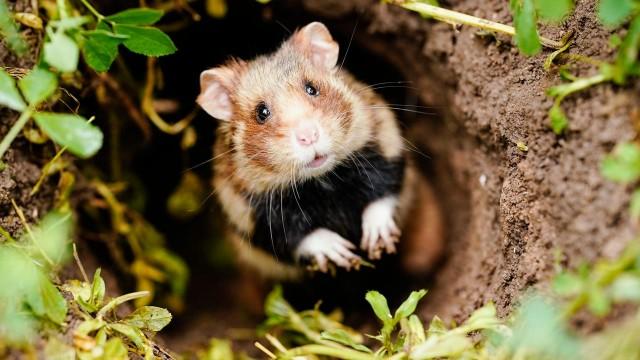 Tiere, Pflanzen, Ökosysteme - die Vielfalt wird weniger