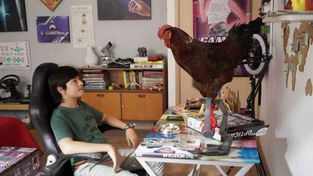 Agustín Julio adopta a un gallo como mascota