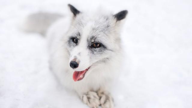 Rapid Evolution within Species