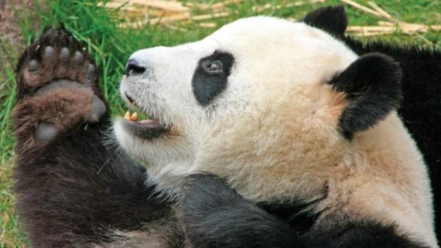 Imperfect Nature: Ad Hoc Body Designs