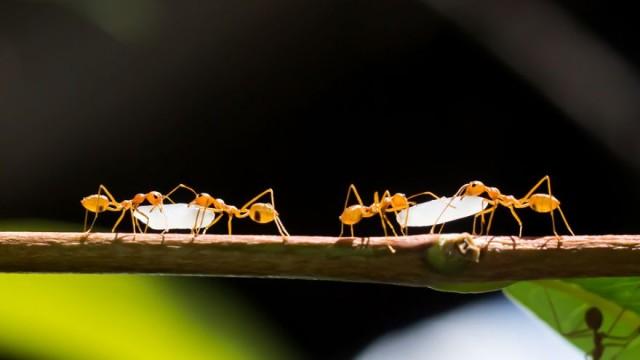 The Sterile Worker Paradox