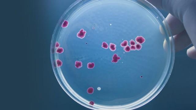 Microbiomes: Evolution with Small Partners