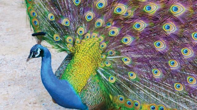 The Evolution of Sex and Parentig