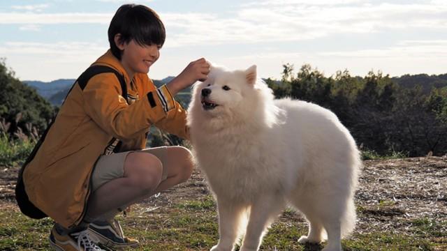 犬、生まれかわる