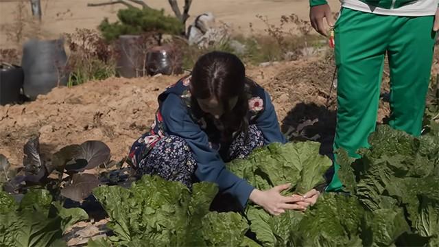 EP.01 | Kura's happy time... NOT! Make 100kg kimchi challenge