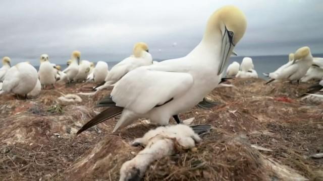 Vogelgrippe - Die Gefahr droht von oben