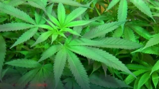 Cannabis - unterschätzte Suchtgefahr?