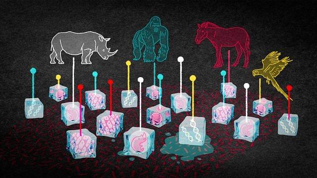 Could We Bring Back the Wooly Mammoth?