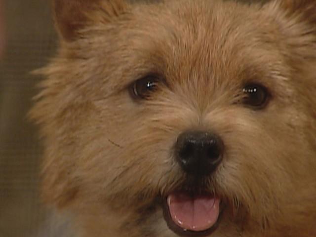 122nd Annual Westminster Kennel Club Dog Show