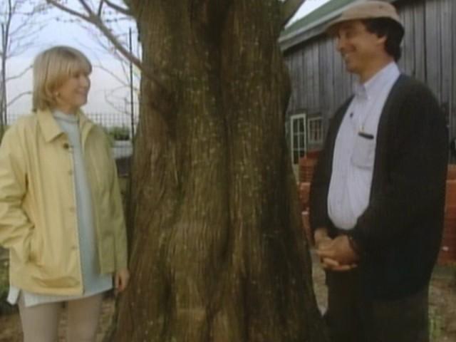 Marder's Landscape Store: Selecting Shade Trees