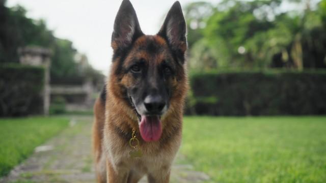 Na casa do cachorro