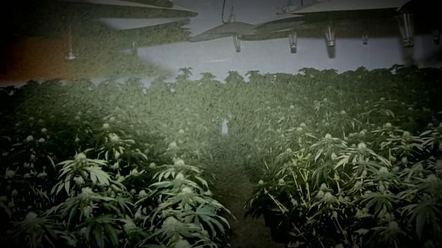 Cannabis indésirable en la demeure
