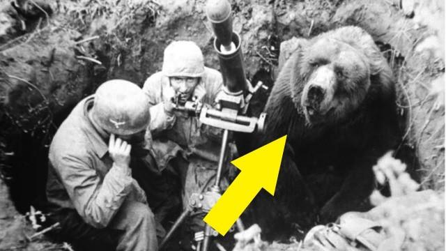 L'ours qui a fait la guerre