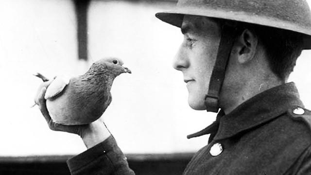 Le pigeon qui a sauvé la vie à 194 soldats pendant la guerre