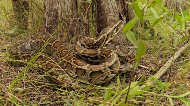 Super Snakes 