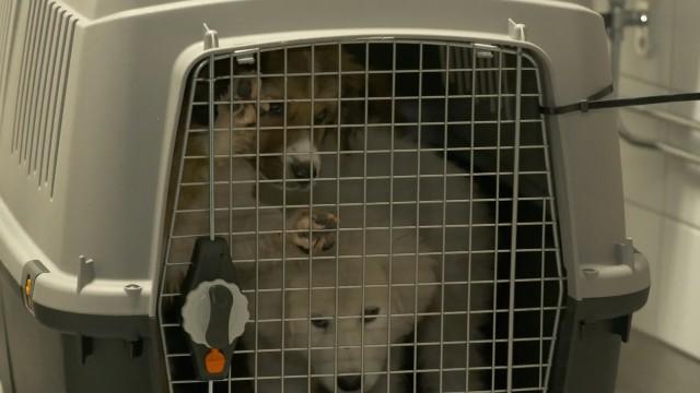 Puppies in cargo