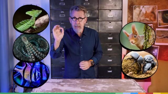 Top 5 - Les animaux avec des SUPER-POUVOIRS