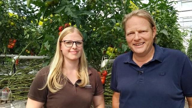 Küchenliebling Tomate – meist rot und rund, aber überraschend vielfältig
