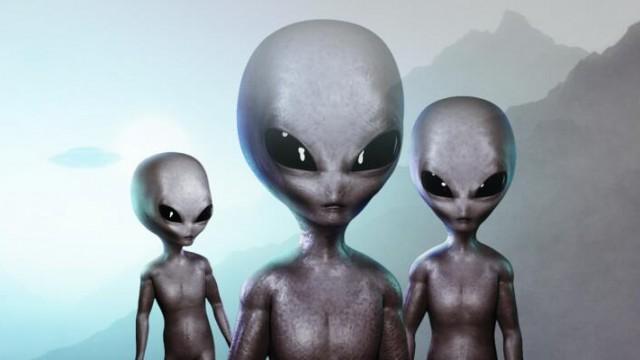 The Greys