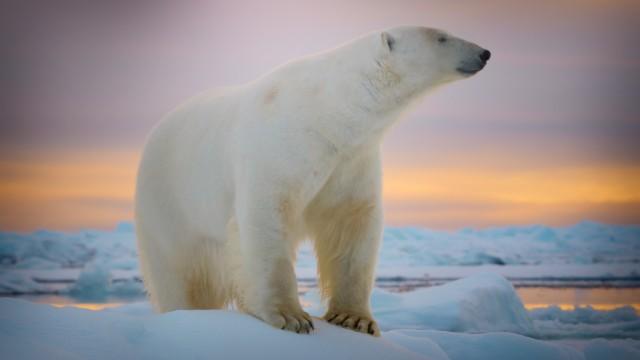 L'orso polare