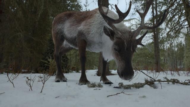 Rangifer tarandus - Das Karibu