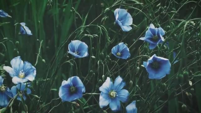 Why Ancient People Didn't See the Color Blue