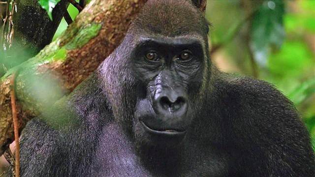 Gorillas hautnah