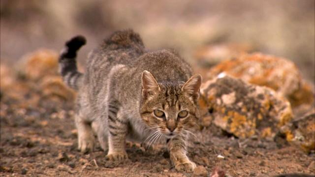 El reino de los gatos