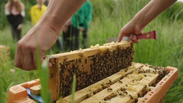 Des insectes à la première récolte