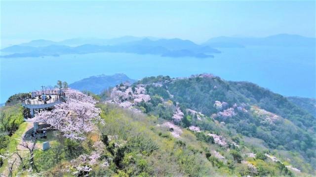 瀬戸内海 桜の島で