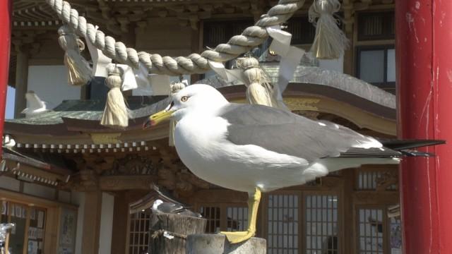 青森・八戸 ウミネコが舞う神社で