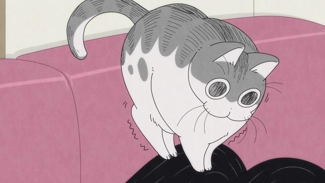 Night 44: A Cat Resting in a Strange Spot