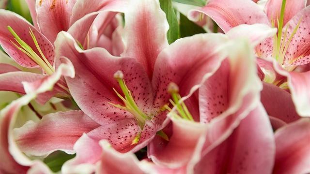 Lilies in Bloom