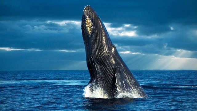 Philip Hoare's Guide to Whales: Part 1 - Baleen