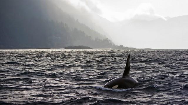 Philip Hoare's Guide to Whales: Part 2 - Toothed