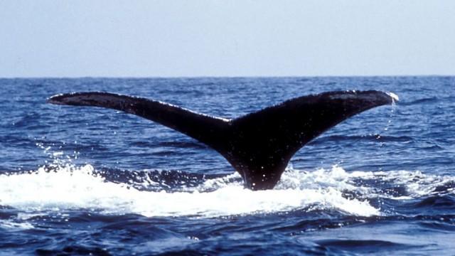 Philip Hoare's Guide to Whales: Part 3 - Arctic