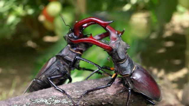 Naturwunder Gemüsegarten - Die große Welt der kleinen Tiere