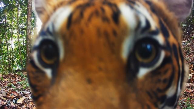 Tigers